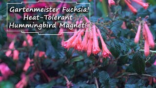 Gartenmeister Fuchsias Fuchsias For Warm Climates [upl. by Filmer]