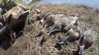 Duck Hunting Pamlico County Impoundment 2017 [upl. by Tabbi]