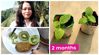 How To Grow Kiwi Fruit Plant From Seeds  Growing Kiwi 🥝 Plant Easily At Home [upl. by Odlawso7]