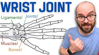 Anatomy of the Wrist Radiocarpal Joint  Bones Ligaments and Muscles [upl. by Vinson]