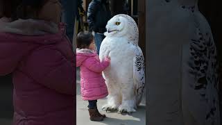 Girl playing with a white huge owl [upl. by Teddy]