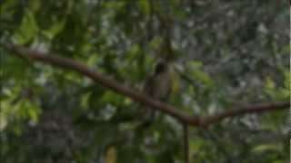 Toothbilled Bowerbird Calling [upl. by Notlehs]