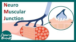 Neuromuscular Junction  NMJ  NMJ Anatomy Function and Significance  neurobiology  USMLE [upl. by Enelaehs]