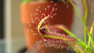 Drosera Capensis Cape Sundew Eating A Fruit Fly High QualityHD Time Lapse [upl. by Hedveh]