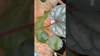 cissus discolor സൈസ്സുസ് ഡിസ്‌കൗലൂർ garden gardenplants gardenflowers gardenflowers [upl. by Violet]