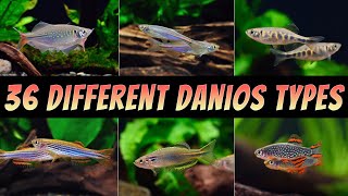 36 Different Types Of Danio Fish  The Best Rare amp Common Aquarium Danios [upl. by Aubree906]