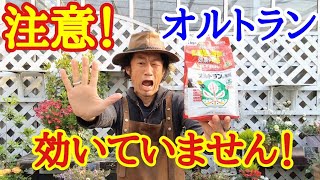 【知らなかった】殺虫剤オルトランの正しい使い方教えます 【園芸】【ガーデニング】【初心者】【アブラムシ】【害虫】【農薬】 [upl. by Streetman]