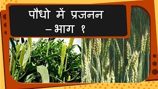 Science  Plant reproduction and growth  Hindi [upl. by Centeno]