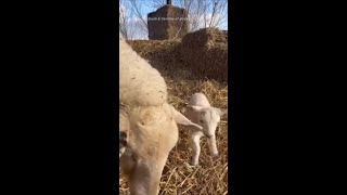 Adorable Twin Lambs Bounce Around Mama Sheep at English Farm [upl. by Burdett]