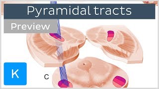 Pyramidal tracts pathways and functions preview  Human Neuronatomy  Kenhub [upl. by Swanhilda96]