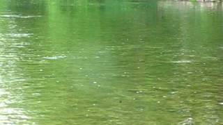 Browns Taking Sulphur Emergers South Holston TN 5202010 Jeff Wilkins Fly Fishing [upl. by Ogires]