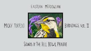 Eastern Meadowlark [upl. by Adner110]