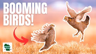 Greater Prairiechicken Everything You Need to Know [upl. by Nedyaj]