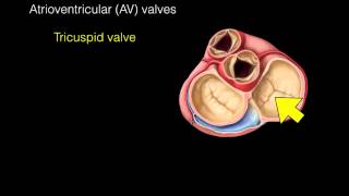 Heart Valves [upl. by Ebeohp]