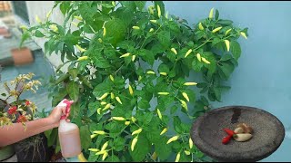 How To Make Natural Pesticide From Chili Pepper and Garlic  Gardening Tips [upl. by Payne]