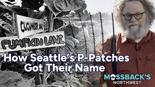 Where Did the P in Seattles PPatches Come From  Mossbacks Northwest [upl. by Jorgensen250]