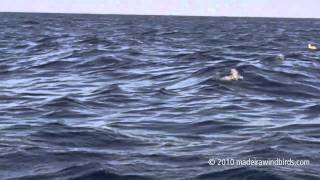 Swinhoes Storm Petrel off Madeira [upl. by Feirahs]