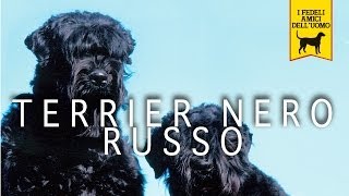 TERRIER RUSSO NERO trailer documentario razza canina [upl. by Rolyak]