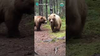 Close Encounter with Wild Alaskan Bears  ViralHog [upl. by Frantz]