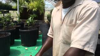 Horticulture programs are growing across SC prisons [upl. by Evadnee]