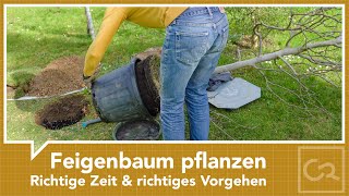 Feigenbaum pflanzen – Der richtige Zeitpunkt und das richtige Vorgehen [upl. by Asnarepse]