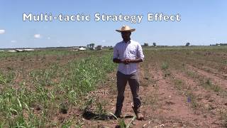 Integrating Tactics For Johnsongrass Management in Grain Sorghum [upl. by Lubbock504]