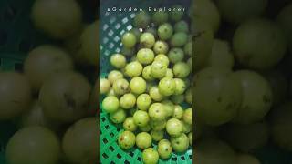 We Purchased Amla chichinda and Kamal kakdi From delhiazadpurmandi [upl. by Hickey]