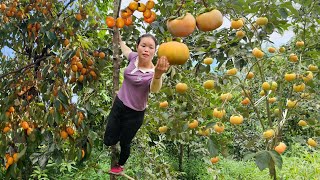 Harvesting Sapodilla and Selling It at the Market  Gardening Looking after Beans  Trieu Mai Huong [upl. by Anahgem]