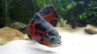 500L oscar tank Astronotus ocellatus [upl. by Sochor31]