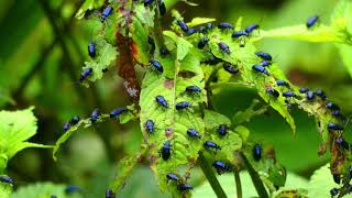 Alticina Flea Beetles French Guiana [upl. by Graybill]