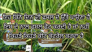 FMC ferterra insecticideresult control tailoringਕਿਹੜੇ ਕਿਹੜੇ🐛ਕੀਟ🐛ਕੰਟਰੋਲ ਕਰਦਾਕਿੰਨੇ ਦਿਨ ਅਸਰ ਰੱਖਦਾ [upl. by Ahsinrat]