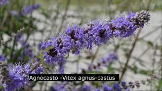 Agnocasto Vitex agnuscastusPianta Naturale Chastetree Árbol casto Arbre au poivre [upl. by Bedad921]