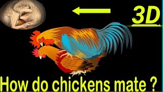 How do chickens mate  reproduce？Chicken Embryo Development  3D Animation [upl. by Marcello694]