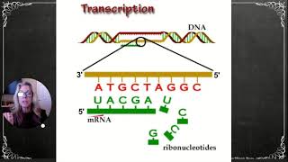 HBio Ch24 Part 2 Transcription amp Translation [upl. by Freytag]