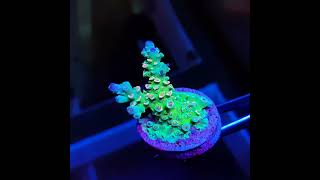 Acropora Tenuis Multicolor [upl. by Verity]