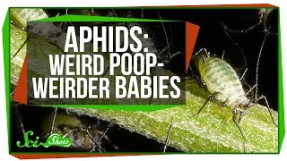 Aphids Weird Poop Weirder Babies [upl. by Enelym689]