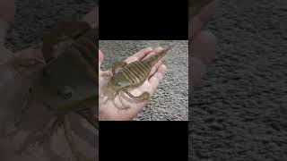 The average eurypterid was rather small science prehistoric eurypterids [upl. by Yelime70]