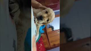 Needhan engla thathuedutha 🥺🌍🐾 tommy love doglover puppy puppygoldenretriever mumma [upl. by Ellon]