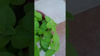 shortvideo garden plants myplant [upl. by Mathews]