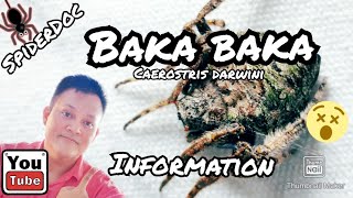 Baka Baka Darwin Bark Spider Caerostris darwini Info and Trivia [upl. by Riker596]