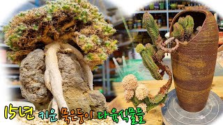 오래키운만큼 빛을 발하는 다육식물 덴섬amp부다템플Trichodiadema densum Haw SchwantampCrassula Buddhas Temple [upl. by Other976]