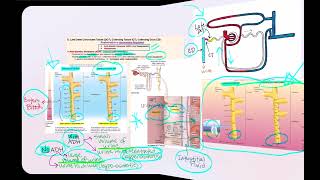 Lecture Video 9 Physiology of the Urinary System Part 2 [upl. by Anadroj41]