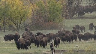 Rounding up the countrys largest bison herd [upl. by Neelyam]