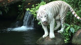 jungle wildife Tiger documentary 4k discovery animal full [upl. by Hy]