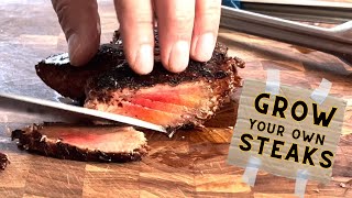 GROW YOUR OWN STEAK Lions Mane Mushroom Recipe  Wicked Kitchen [upl. by Sergeant]