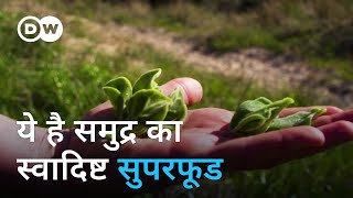 समुद्री शैवाल में स्वाद और पोषण का खजाना The edible future from the sea Seaweed [upl. by Boles]