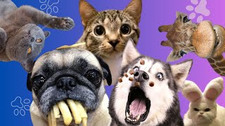 Funniest cats and dogs  Dont try to hold back Laughter Paws UP [upl. by Ireva]