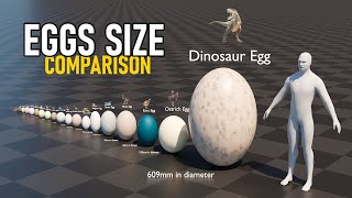 Eggs Size Comparison  2024 [upl. by Ehcar937]