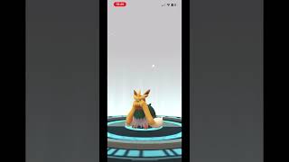 Evolving Herdier Shiny to Stoutland Shiny  Pokémon Go [upl. by Aniez418]