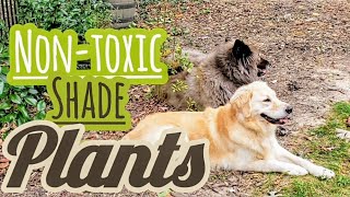 Dogfriendly Shadetolerant Garden Plants  Backyard Redo After Tree Removal [upl. by Anialram]